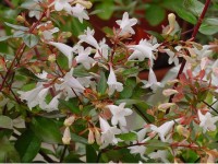 Abelia X grandifolia